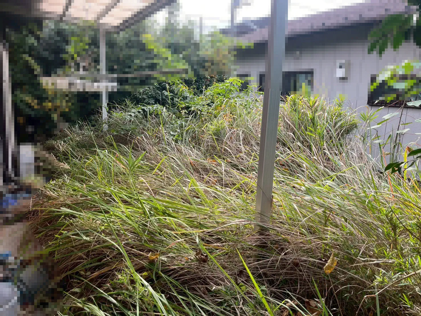 ○○様邸／除草工事 施工前