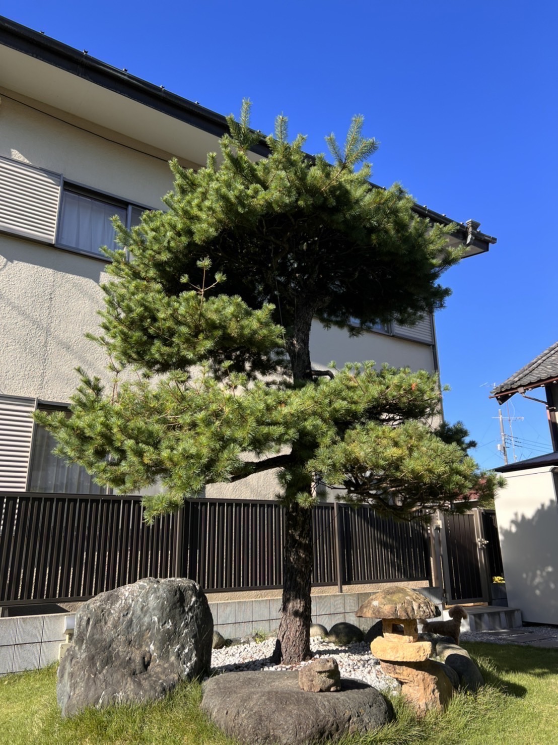 剪定工事 施工前